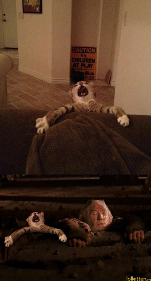 Fly you fools