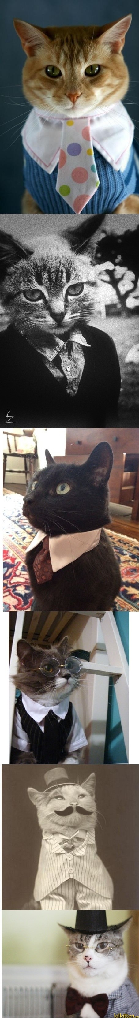 Sir Cats