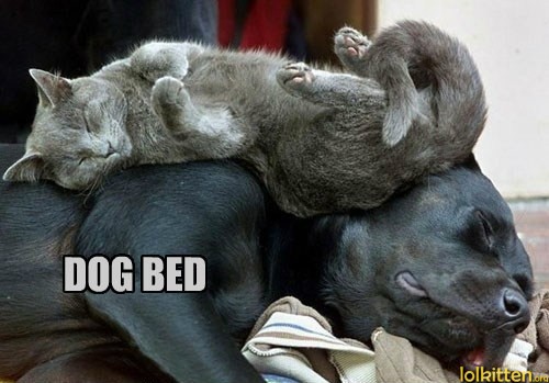 DOG BED