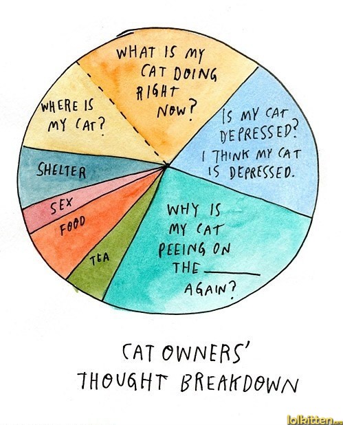 CAT OWNERS' THOUGHT BREAKDOWN