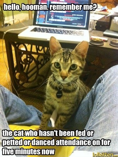 hello, hooman. remeber me? the cat who hasn't been fed or petted or danced attendance on for five minutes now