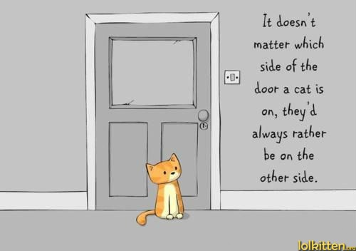 Cats and doors