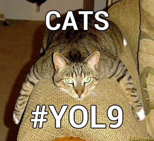 CATS #YOL9