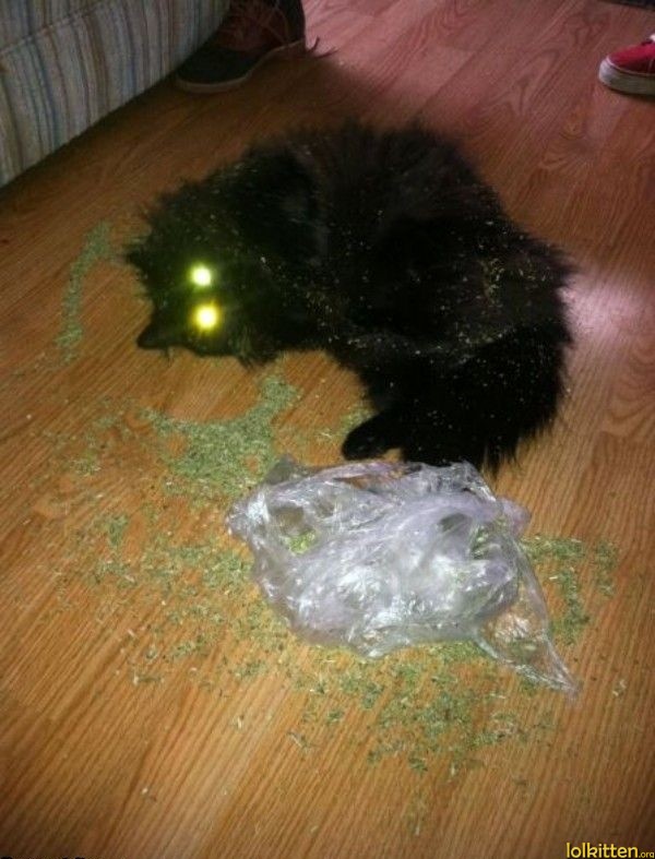 Cat in dope