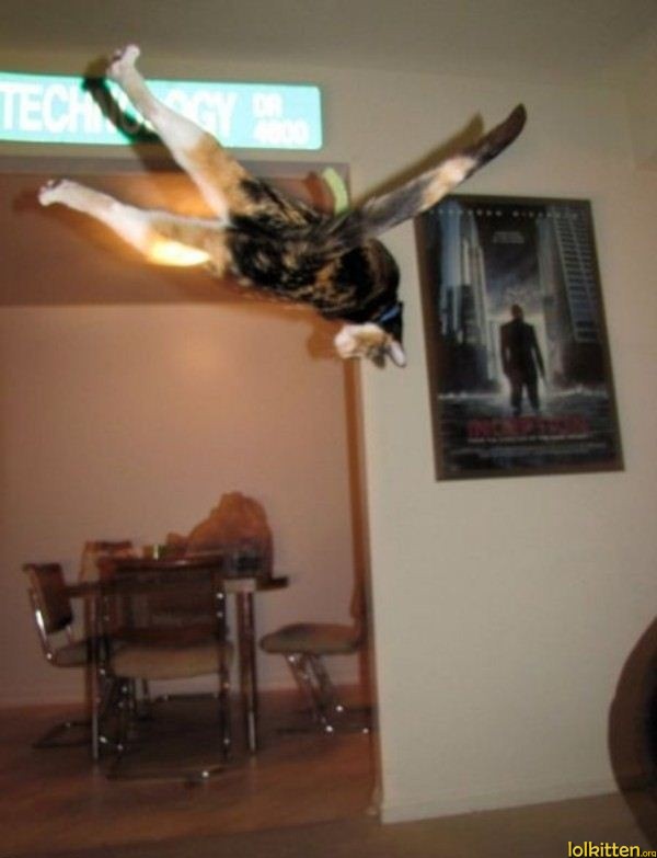 Technology - Flying cat