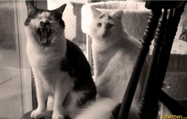 Cats singing chop suey