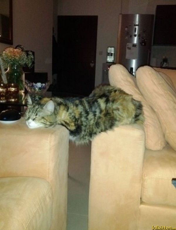 Cat building bridges between couches
