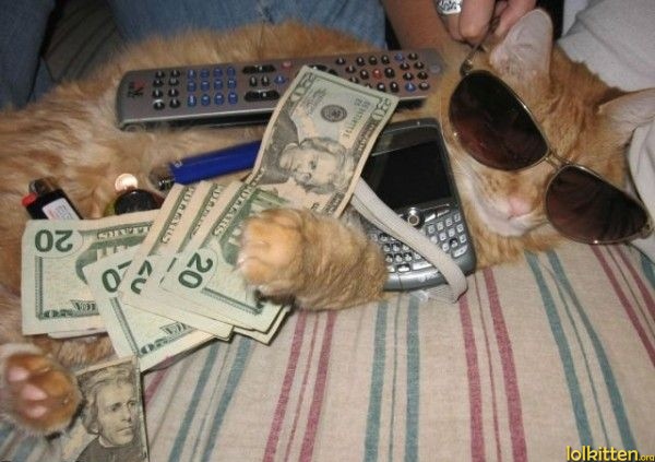 Money cat