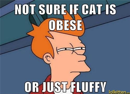 NOT SHURE IF CAT IS OBESE OR JUST FLUFFY