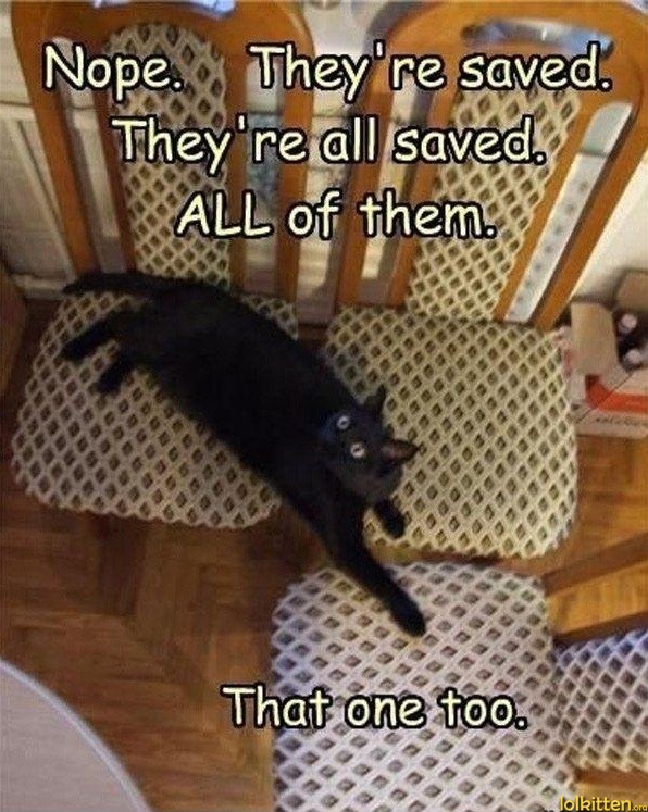 Cat saves chairs