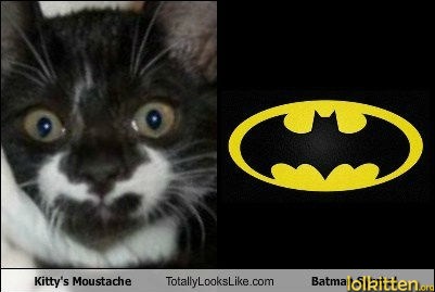 Kitty's Moustache - Batman Symbol