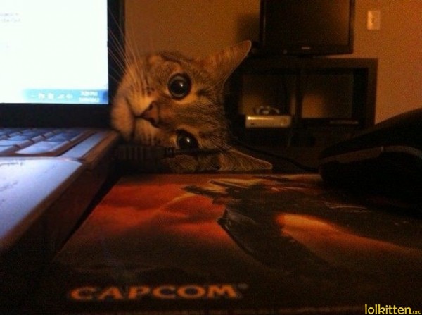 Cat behind laptop