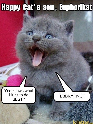 Happy cat's son, euphoricat