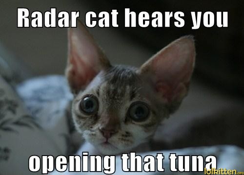 Radar cat hears you opening that tuna