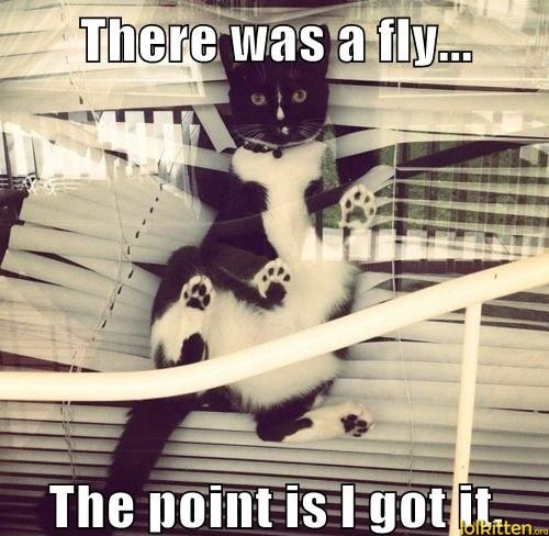 There was a fly... The point is I got it.