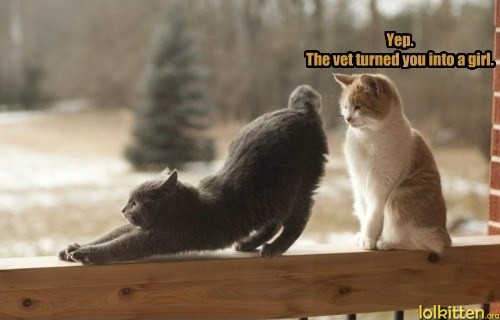 Yep. The vet turned you into a girl.