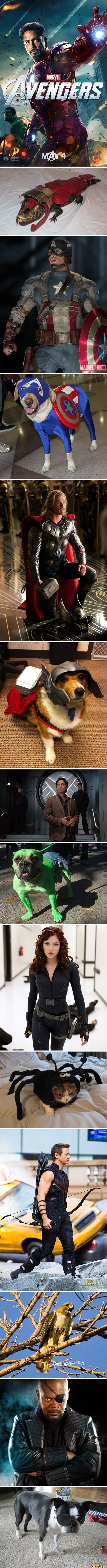 Superhero Animals