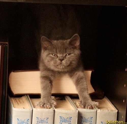 Cat loves books