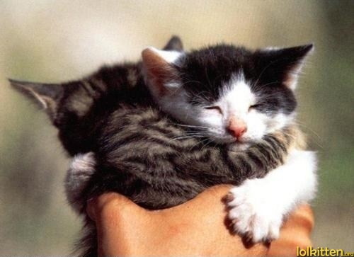 Ktten Hug