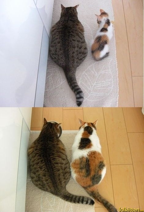 BFF Cats