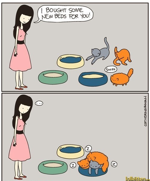 New beds for cats