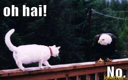 oh hai! No.