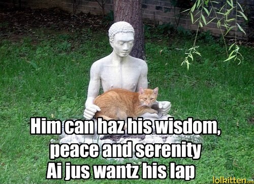 Him can haz his wisdom, peace and serenity - Ai jus wantz his lap