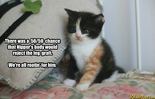 There was a 50/50 chance that Nipper's body would reject the leg graft. We're all rootin' for him.
