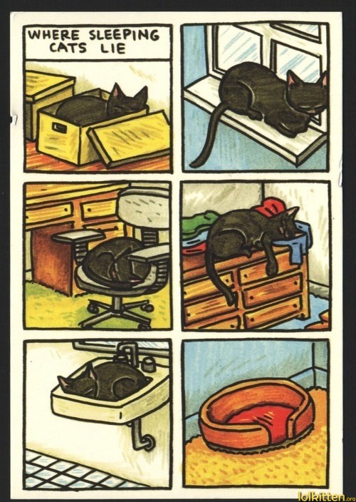 Where Cats Sleep