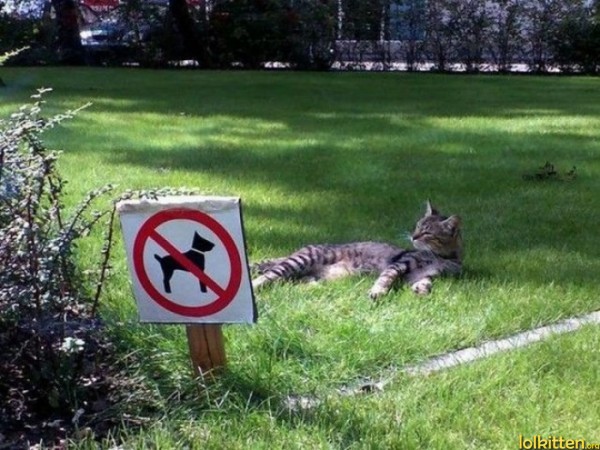 Dogs forbidden
