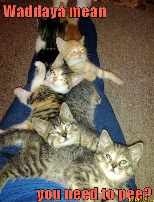 Waddaya mean you need to pee?