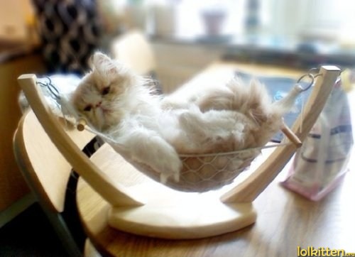 Kitty in hammock