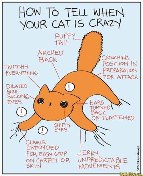 HOW TO TELL WHEN YOUR CAT IS CRAZY
