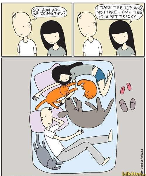 How To Sleep in a Bed Full of Cats