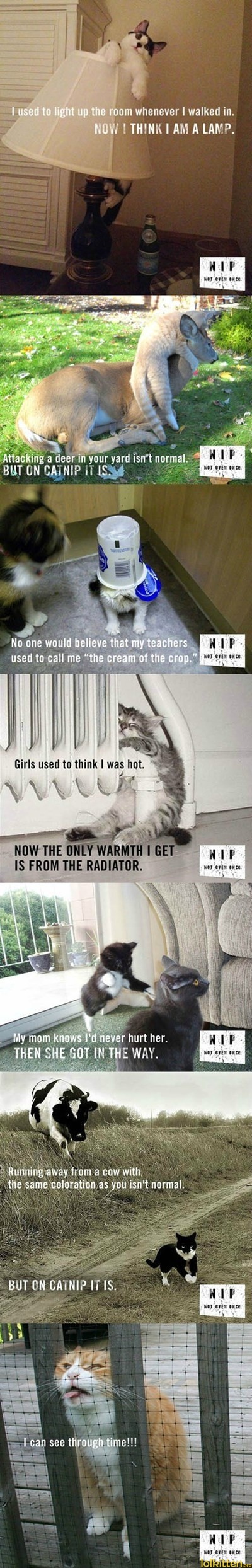 NIP - NOT EVEN ONCE
