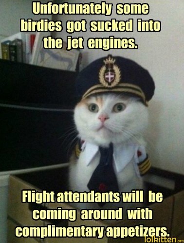 Unfortunately some birdies got sucked into the jet engines. Flight attendants will be coming around with complimentary appetizers.