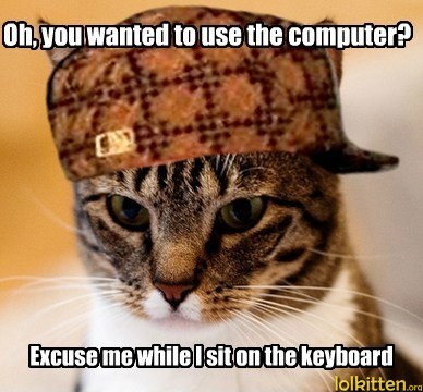 Cat sits on keyboard