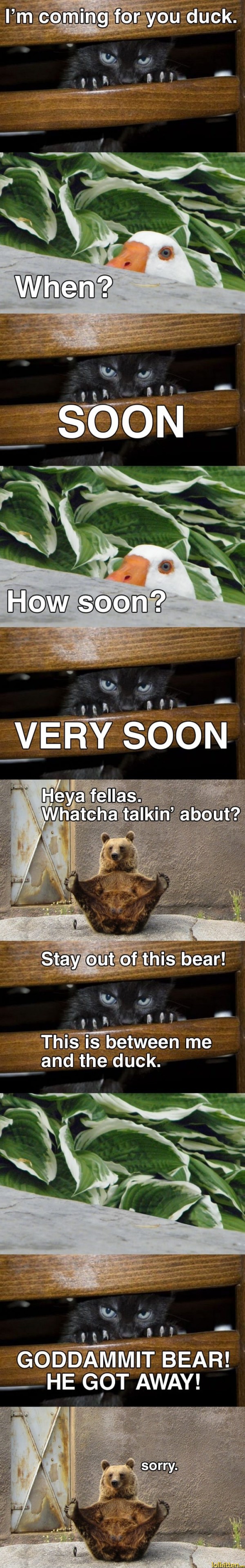 Cat comes for duck