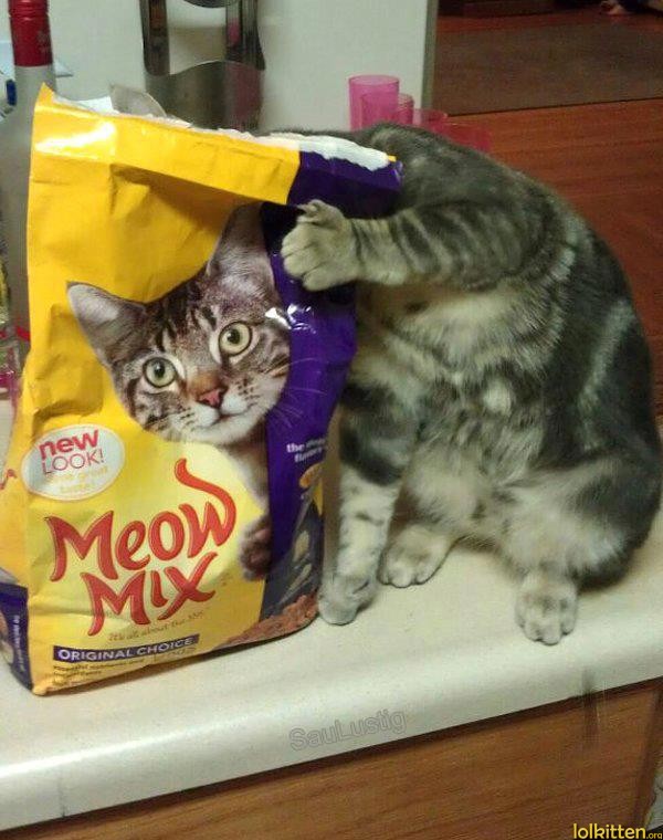 Cat behind food