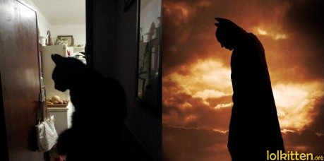 Catman vs. Batman