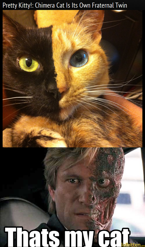 Double-faced cat