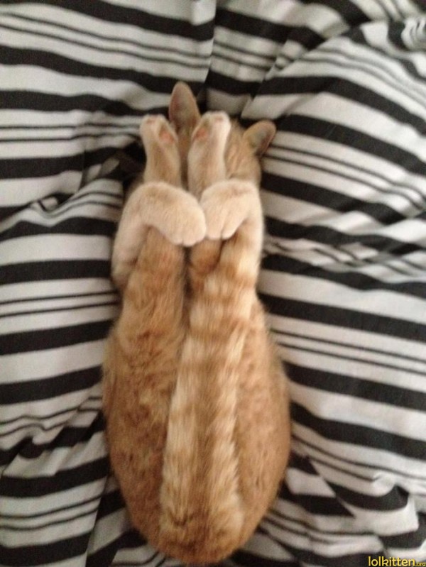 Cat yoga