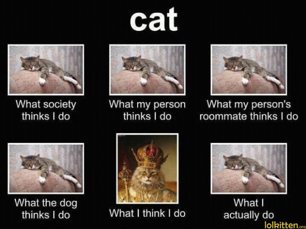 cat
