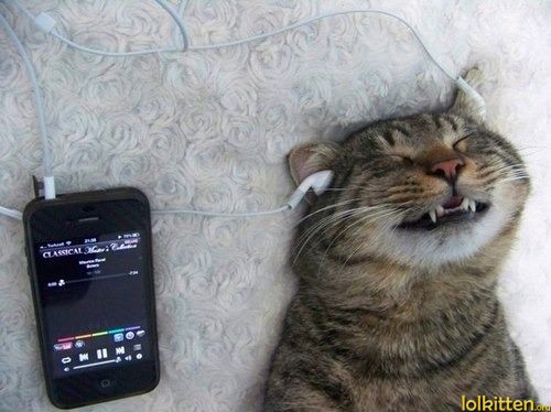 Cat listening to music