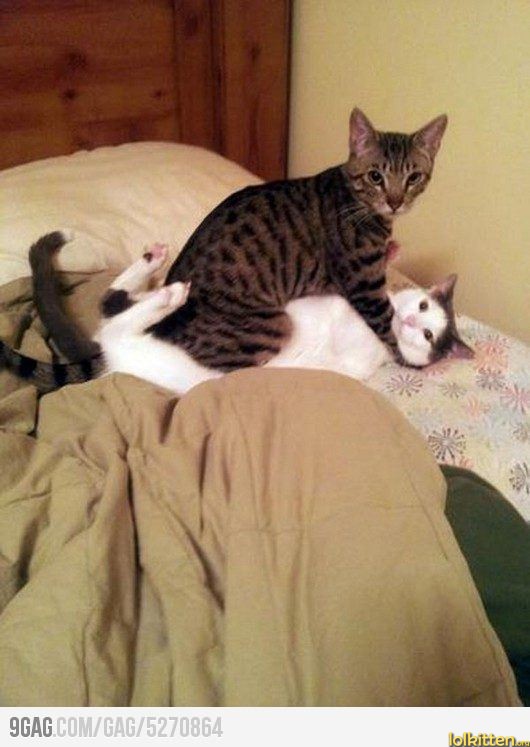 Cat sitting on another cat