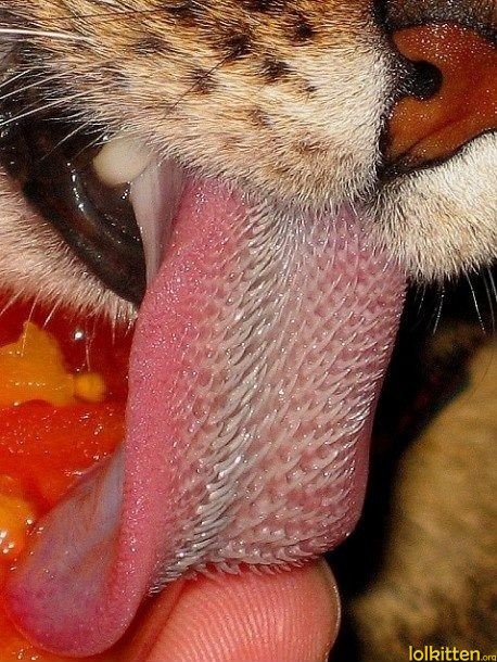Tongue