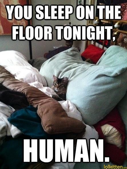 YOU SLEEP ON THE FLOOR TONIGHT, HUMAN