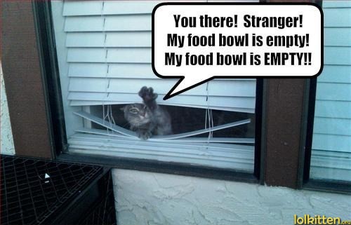 Food bowl is empty