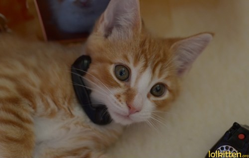 Cat on the phone