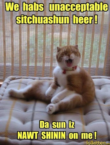 Unacceptable situation - Sun not shining on cat